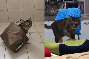 (影)貓咪突逗趣綜藝摔　網笑：想走諧星路線？