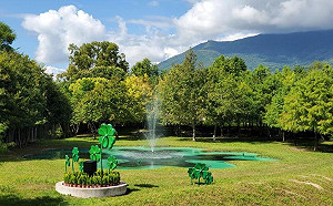 生態新景點！花蓮國福園區景觀池幸運草形狀超有特色