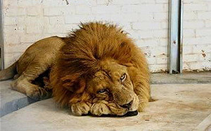 動保團體舉證高雄淨園虐待動物  指控中央、地方政府縱容包庇