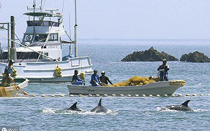 不顧全球反對聲浪  日本海豚灣再度開啟殘酷「捕豚季」