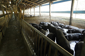 防堵非洲豬瘟！禁廚餘養豬首日查獲9場違規 陳吉仲：各開罰8萬