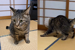 (影)貓咪被髮帶困住後陷入絕望　網笑：靈魂突然被抽掉了！