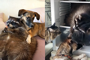 胖浣熊親貓抱狗通通來　寵溺模樣惹網笑：當自己是人？