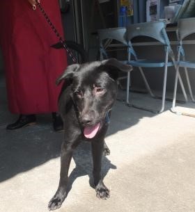 小黑狗主動「報警」求助   新北動保處協尋飼主