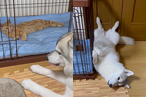 (影)橘貓霸佔二哈窩　爽睡中間還抬頭挑釁：你想怎樣？