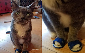 貓咪穿藍白拖變台辣妹　網喊：好想要一雙！