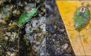 神秘「綠蟑」在公園出沒！身軀亮如翡翠 眾多蟑螂僅兩類有這種顏色