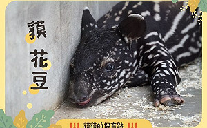 馬來貘寶寶命名出爐！他拿14萬高票