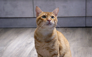 喵星人引戰？柯P「這貼文」 讓塔綠班、韓粉、柯粉鬥到血流成河!