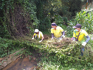 「小花蔓澤蘭全國防治日」新北小花終結者清除0.5公噸
