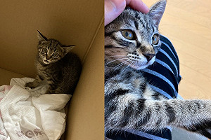 收編小浪貓牠卻食慾大減　奴才得知背後原因忍不住鼻酸！