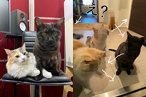 (影)旅遊返家貓全聚玄關　但牠們眼裡似乎「沒有奴才」！