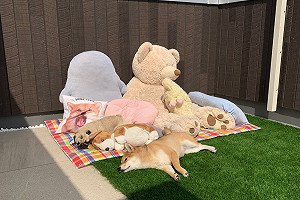 (影)推主秀出曬娃娃照片　網友一看全疑惑：有兩隻怪怪的！