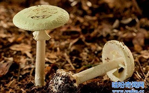 好不容易逃離塔利班 在波蘭誤食「史上最毒蘑菇」 2阿富汗男童身亡