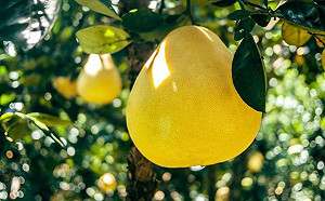 中秋柚子怎挑最好？4款營養價值曝