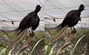 影》澳洲琴鳥神模仿嬰兒淒厲哭聲爆紅 園方曝牠已勤練1年