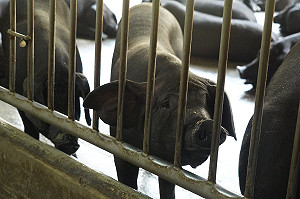 6千多件豬肉產品抽驗乙型受體素結果出爐 食藥署:全數合格!