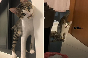(影)貓咪找人向奴才說「哈囉」　媽笑：終於會說話了！