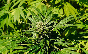 留學生請吃乾拌麵偷摻大麻油!2女狂吐回台怒告求償300萬 判決出爐