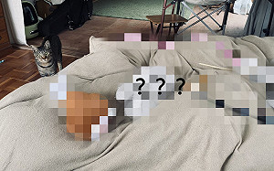 (影)飼主打疫苗發燒中　貓皇做一件事網大讚：超級貼心！