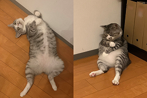 (影)貓咪苦瓜臉抓手臂　奴才見狀爆笑：剛打完疫苗？