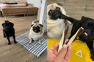 (影)巴哥犬見美食不顧同儕情 網笑:食物面前沒朋友!