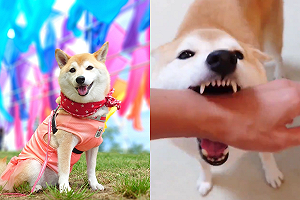 回家後柴犬開心迎門 每人都要咬一口:歡迎回家!