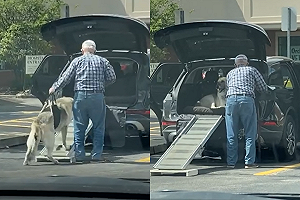 (影)老者扶持狗狗走上車子  短短影片透漏溫暖情誼!