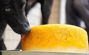 助毛孩抗秋老虎   新北特製蔬果冰磚並傳授飼主消暑妙招