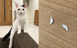 貓奴在地板發現白色尖銳物　網一看驚呼：是小乳牙！