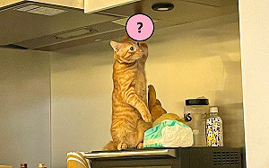 橘貓雙腳站立高舉單手被P圖　網笑：辛苦的通勤族！