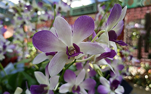 中秋連假來賞花！士林官邸800株秋石斛開好開滿超吸睛