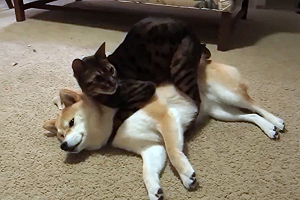 (影)柴犬被貓咪霸道熊抱　牠生無可戀：奴才救駕！