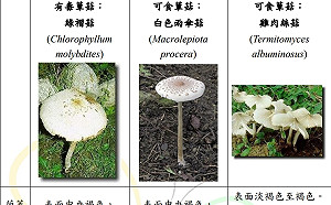 又爆2家族誤食「綠褶菇」！食藥署：中毒恐上吐下瀉加血便