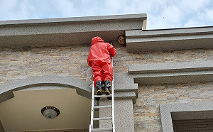 嘉縣捕蜂、抓蛇委外執行 民眾仍可撥打119求助