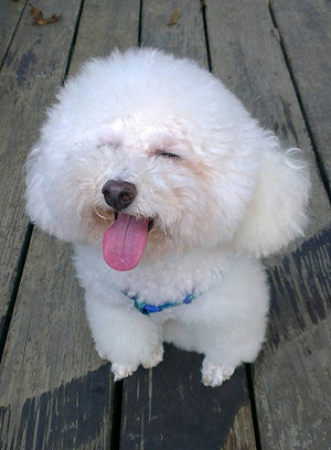 當心犬貓也會失智 新北動保處協助飼主照護高齡毛寶貝