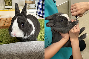 (影)剪指甲兔子開啟「狂震模式」　網憐惜：想抱抱牠！