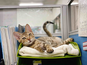 虎斑幼貓「小背心」劫後餘生 新北偕代養家庭親訓助覓新家