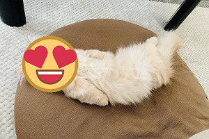 奶油貓翻肚睡覺變「炸蝦」　回頭看奴才：叫我嗎？