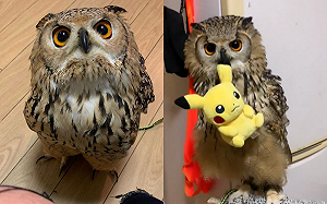 (影)貓頭鷹叼皮卡丘賣萌　神氣炫耀：我贏了！