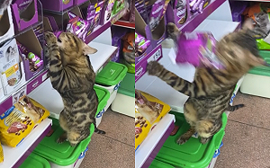 (影)小偷貓到商店叼走貓食　作案過程全被錄影