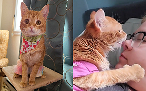 橘貓深情擁吻奴才　網友超羨慕：想排下一個！