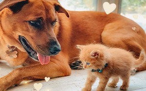 (影)小橘貓被同色大狗照顧長大　每天黏著牠：你是我馬麻嗎？