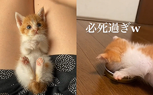 (影)小橘貓不想放過一滴剩飯　竟專心到推著碗盆跑！