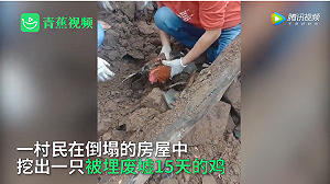 (影) 「豬堅強」有傳人? 四川驚現「奇雞」 被埋廢墟15天不吃不喝仍存活