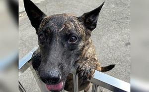 新北推「寵物333方案」 八里「阿虎」成吸睛網紅