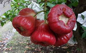 糖尿病患也可吃！專家曝蓮霧4好處