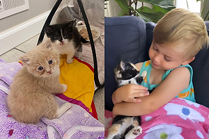 男孩輕柔撫摸小貓咪　成為最年輕的貓咪保護者！