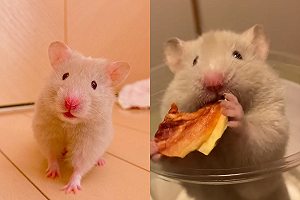 鼠寶狂嗑水果片　3秒消失惹網驚：有百寶袋？