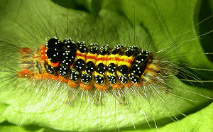 澎湖怪病原因找到了！竟是因「牠」的體毛造成